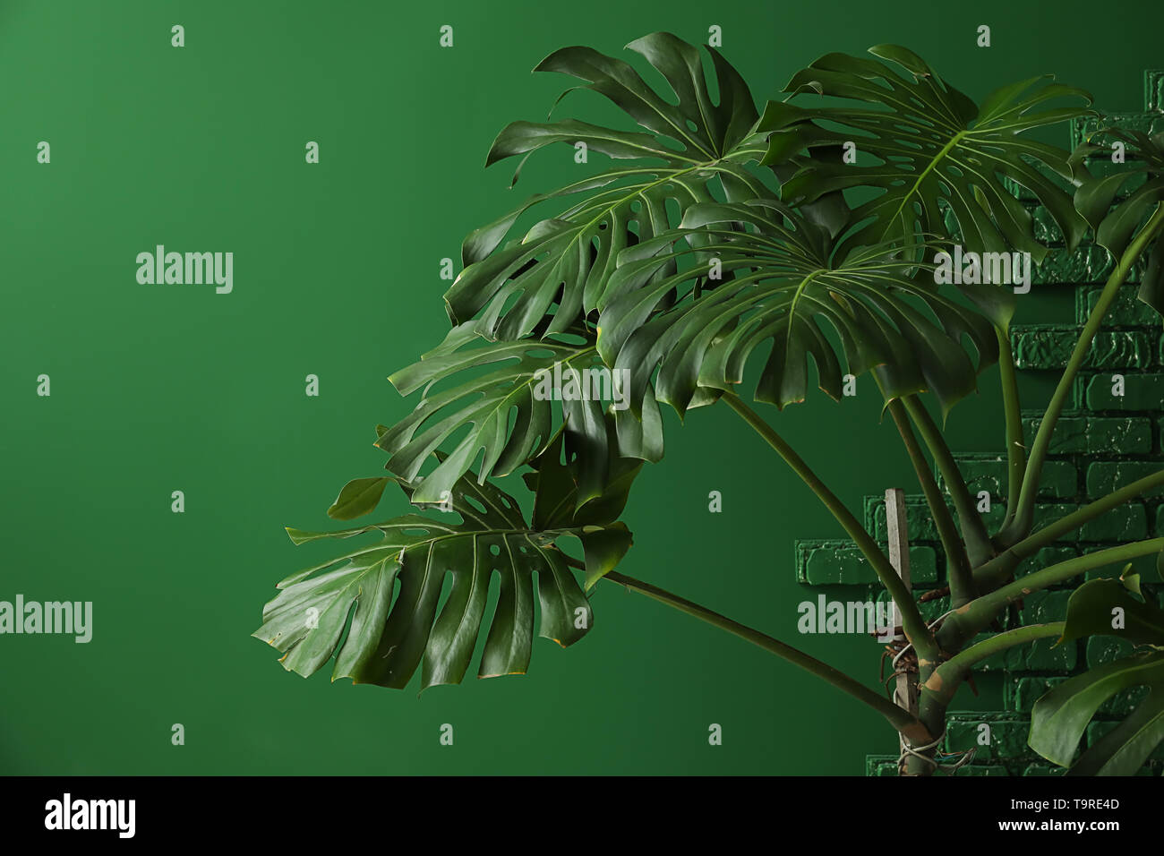 Grande impianto di monstera sul colore di sfondo Foto Stock