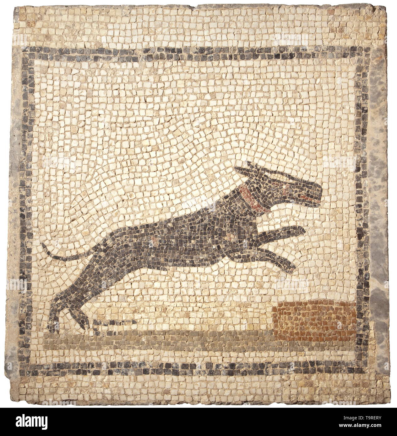 Un tardo romana/inizio mosaico bizantino raffigurante un cane dei Molossi, V - VI secolo settore del mosaico con uno sfondo bianco e bordo nero. In una terra di siena, un nero dei Molossi con un collare marrone e una macchia bianca sulla sua fronte è un salto a destra nella parte anteriore di un blocco di marrone. Lo stile tipico del mediterraneo orientale mosaici in tarda antichità. Larghezza 60 cm, altezza 63 cm. Provenienza: francese collezione privata, acquisita nel commercio di opere d' arte nel corso degli anni ottanta. storica, storica mondo antico, Additional-Rights-Clearance-Info-Not-Available Foto Stock
