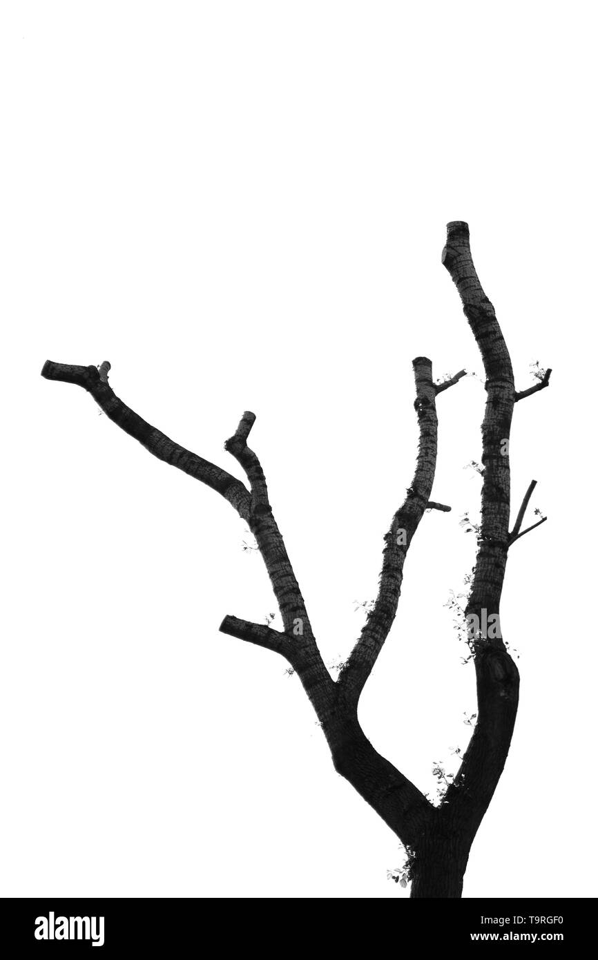 Del tronco e dei rami di un albero di taglio su sfondo bianco Foto Stock