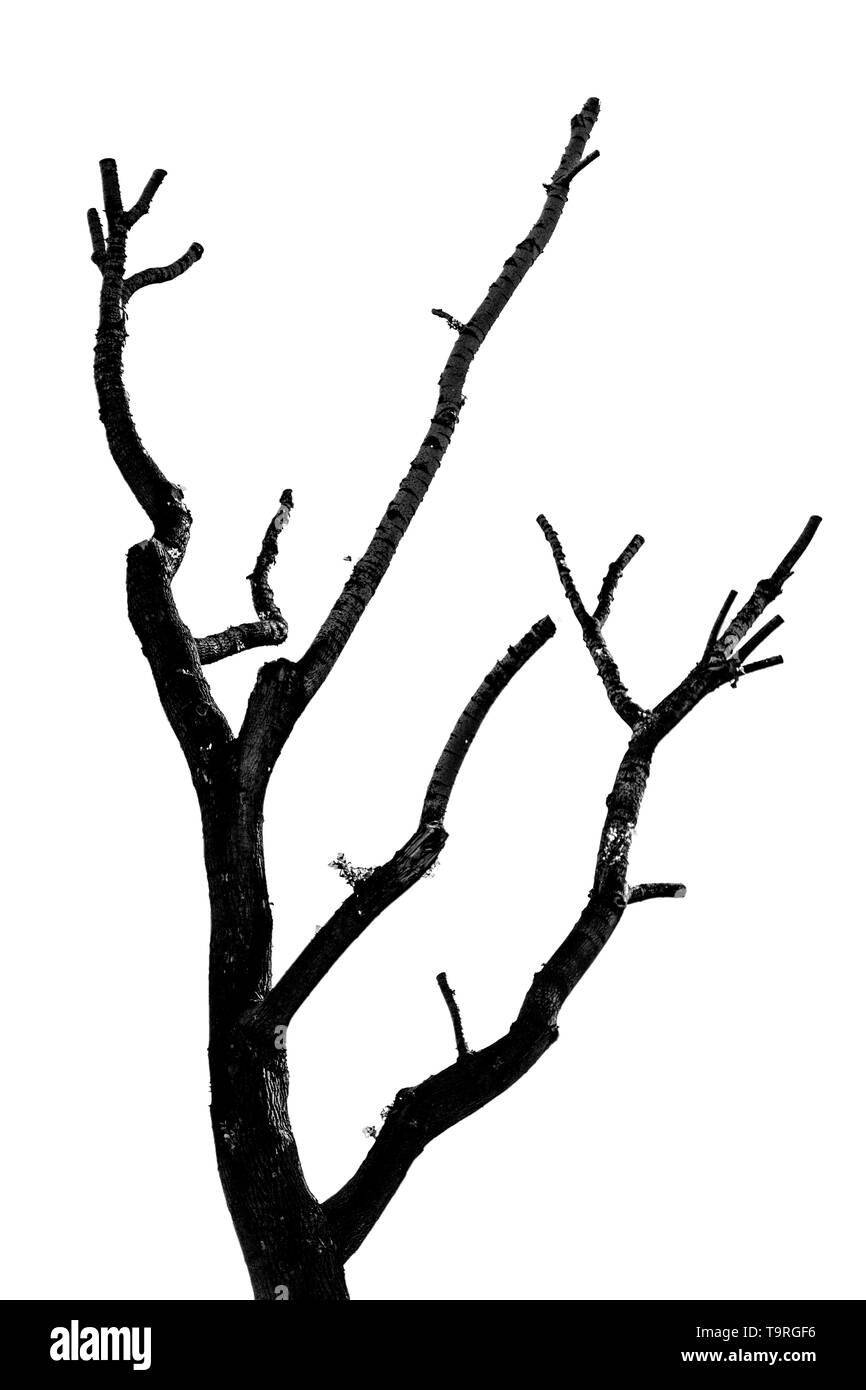 Del tronco e dei rami di un albero di taglio su sfondo bianco Foto Stock