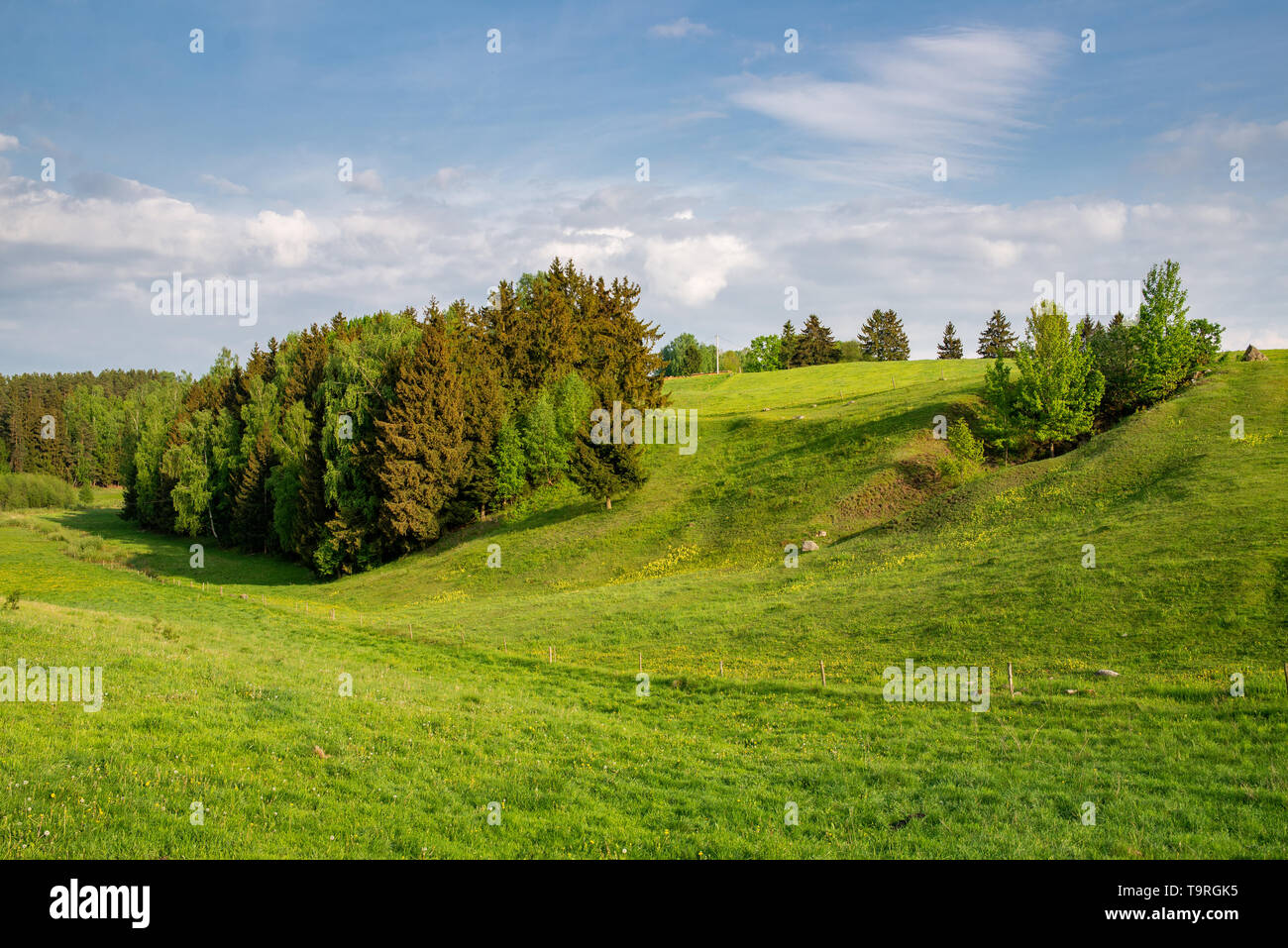 Una verde collina Fiorita con una foresta, contro il cielo Foto Stock