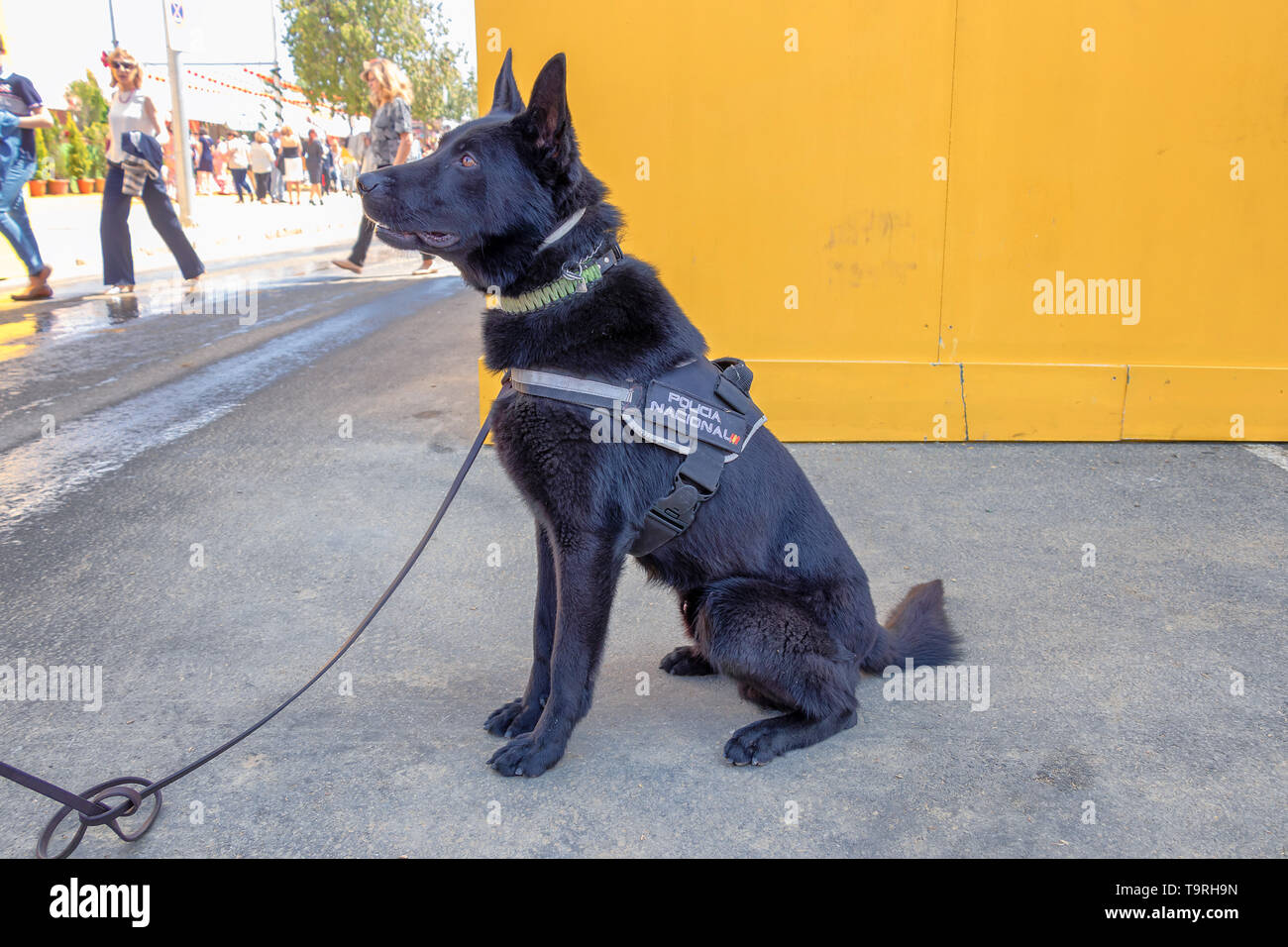 Siviglia, Spagna - 5 Maggio 2019: Polizia cane durante la fiera di Aprile di Siviglia il Maggio 5, 2019 a Siviglia, Spagna Foto Stock