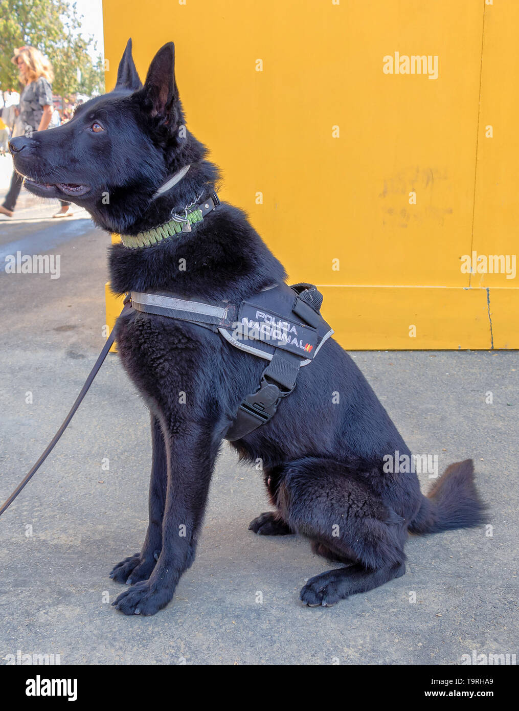 Siviglia, Spagna - 5 Maggio 2019: Polizia cane durante la fiera di Aprile di Siviglia il Maggio 5, 2019 a Siviglia, Spagna Foto Stock
