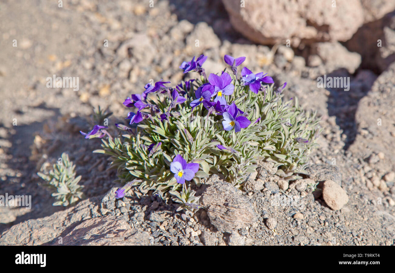 La flora di Tenerife - Viola cheiranthifolia, Teide violetta, endemica ad elevate altitudini di Tenerife Foto Stock