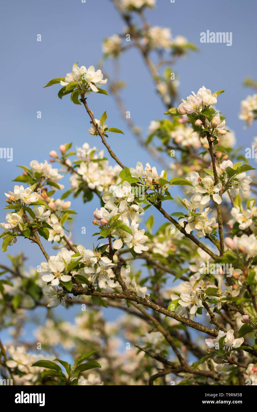 Dettaglio di apple blossom, Burwash, East Sussex, England, Regno Unito, Europa Foto Stock