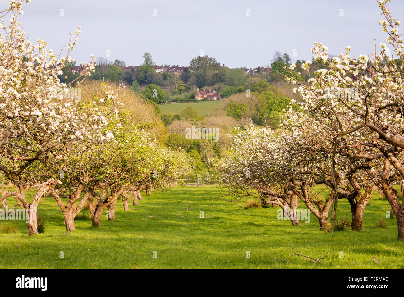 Vista oast house e borgo attraverso apple blossom alberi nel frutteto, Burwash, East Sussex, England, Regno Unito, Europa Foto Stock