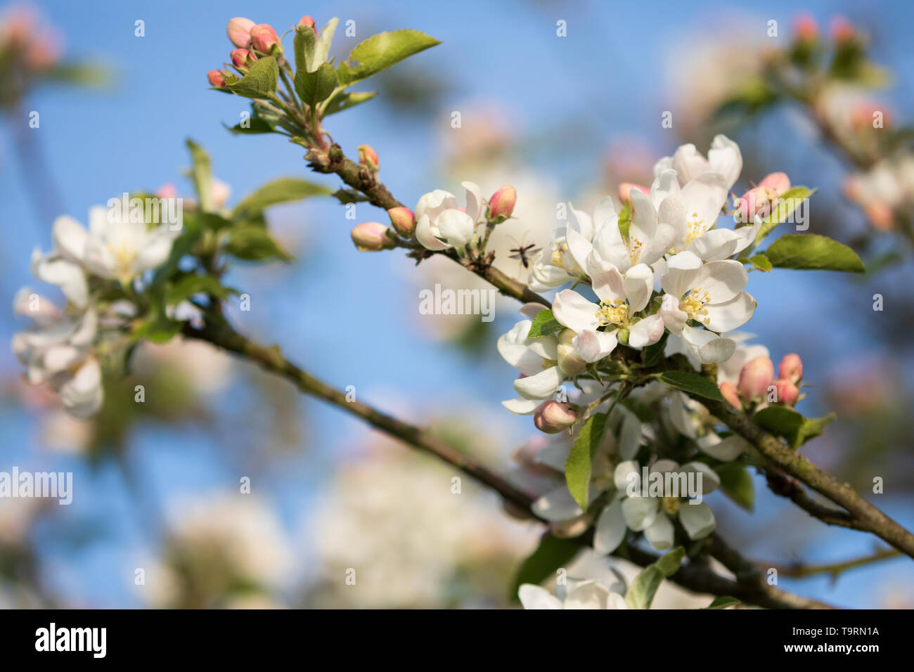 Dettaglio di apple blossom, Burwash, East Sussex, England, Regno Unito, Europa Foto Stock