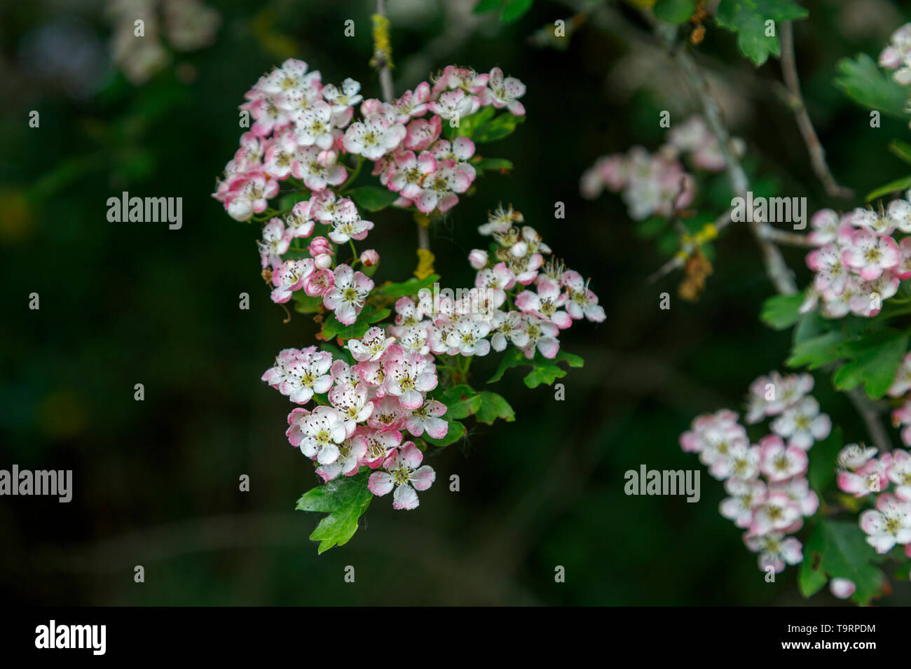 Biancospino (crataegus) fioritura di bianco e rosa venato fiori in tarda primavera / estate precoce nel Test Valley, Southampton, Hampshire, Inghilterra del sud Foto Stock