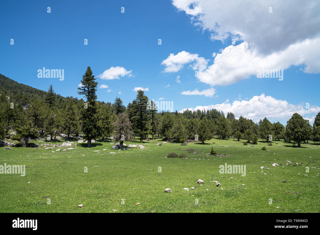 Prato con alberi e erba verde con il blu del cielo in background Foto Stock