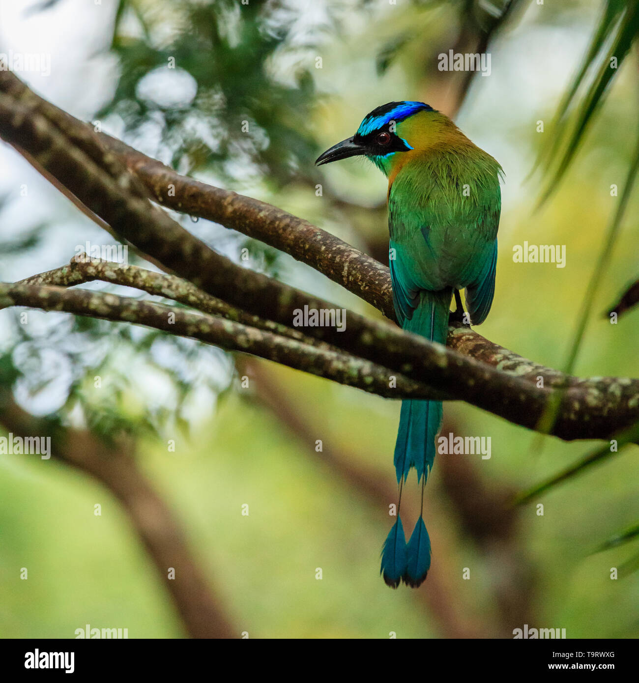 Motmot Blue-Crowned (Momotus momota) in Rincon de la Vieja National Park in Costa Rica Foto Stock