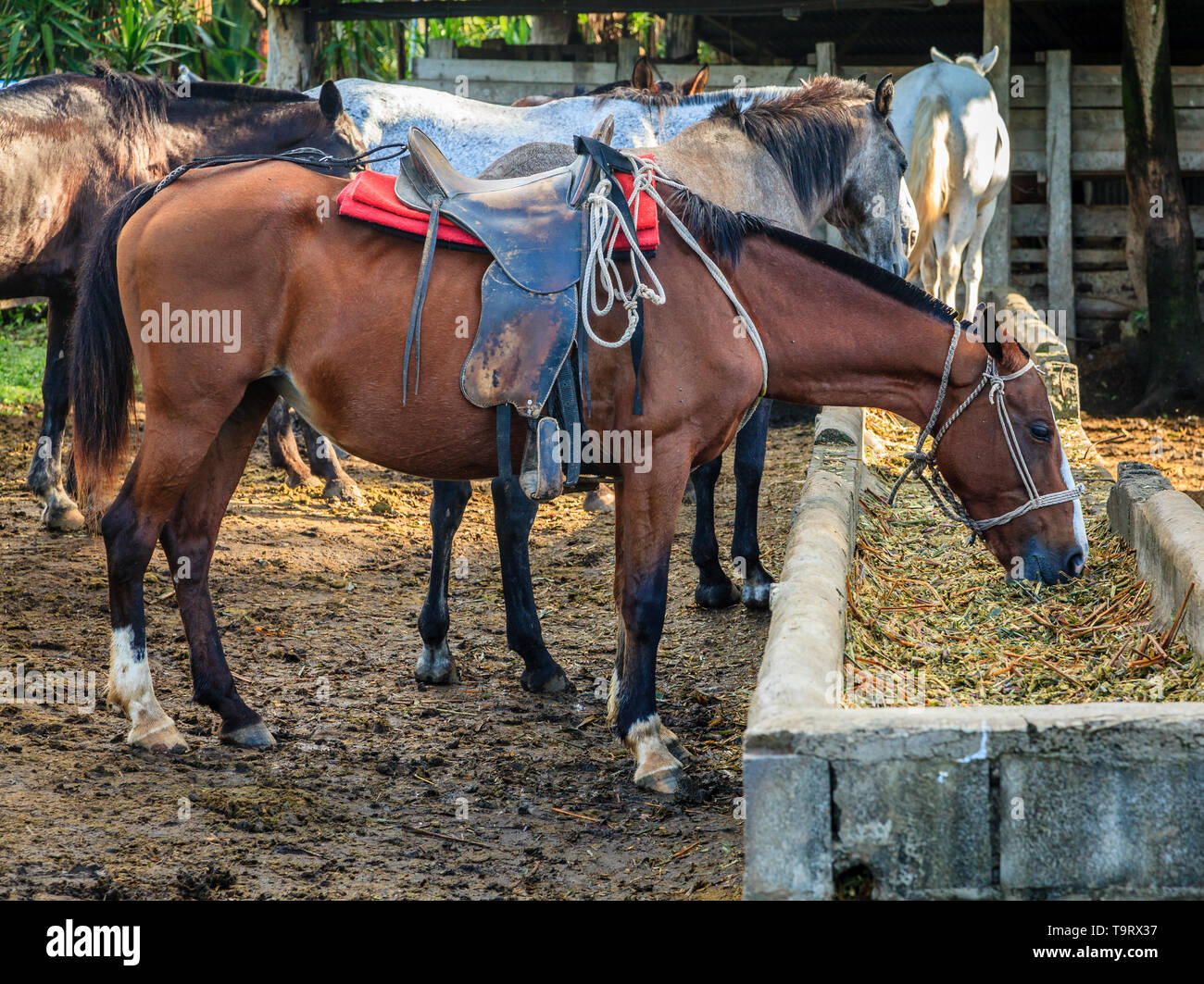 Alimentazione dei muli in una fattoria in provincia di Guanacaste in Costa Rica Foto Stock
