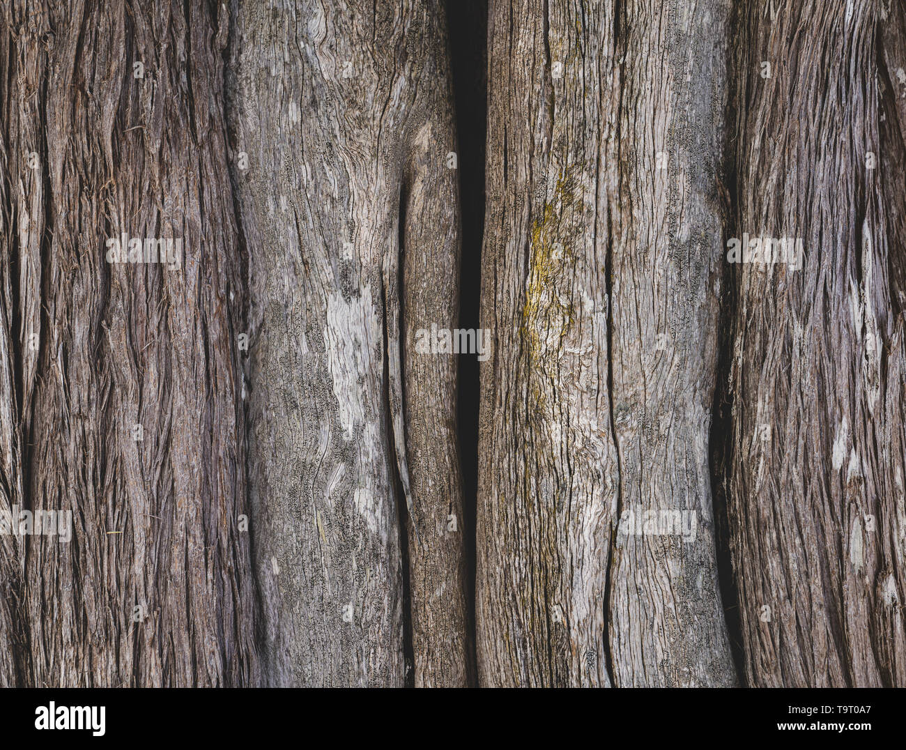 Marrone corteccia del vecchio albero.Closeup di corteccia di albero sullo sfondo Foto Stock
