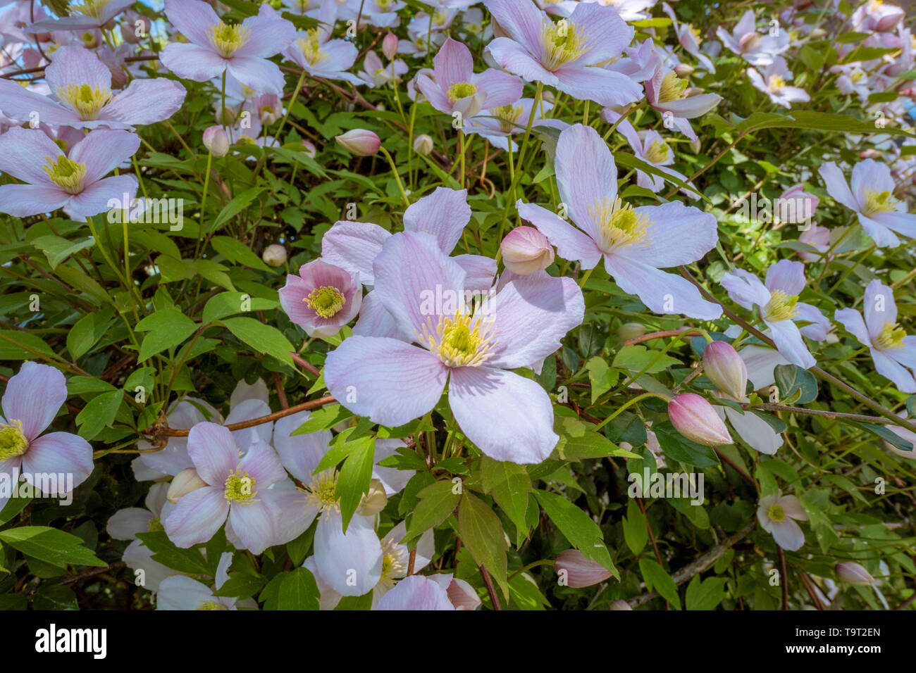 Foresta di fioritura sparare la clematide (Clematis Montana), ornamentali in forma di montagna-foresta shoot, pianta rampicante, Baviera, Germania, Europa, Blühende Foto Stock