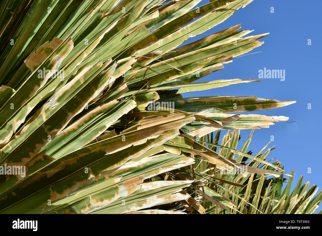 Tenerife, Santa Cruz De Tenerife, Palmetum, Spagna Foto Stock