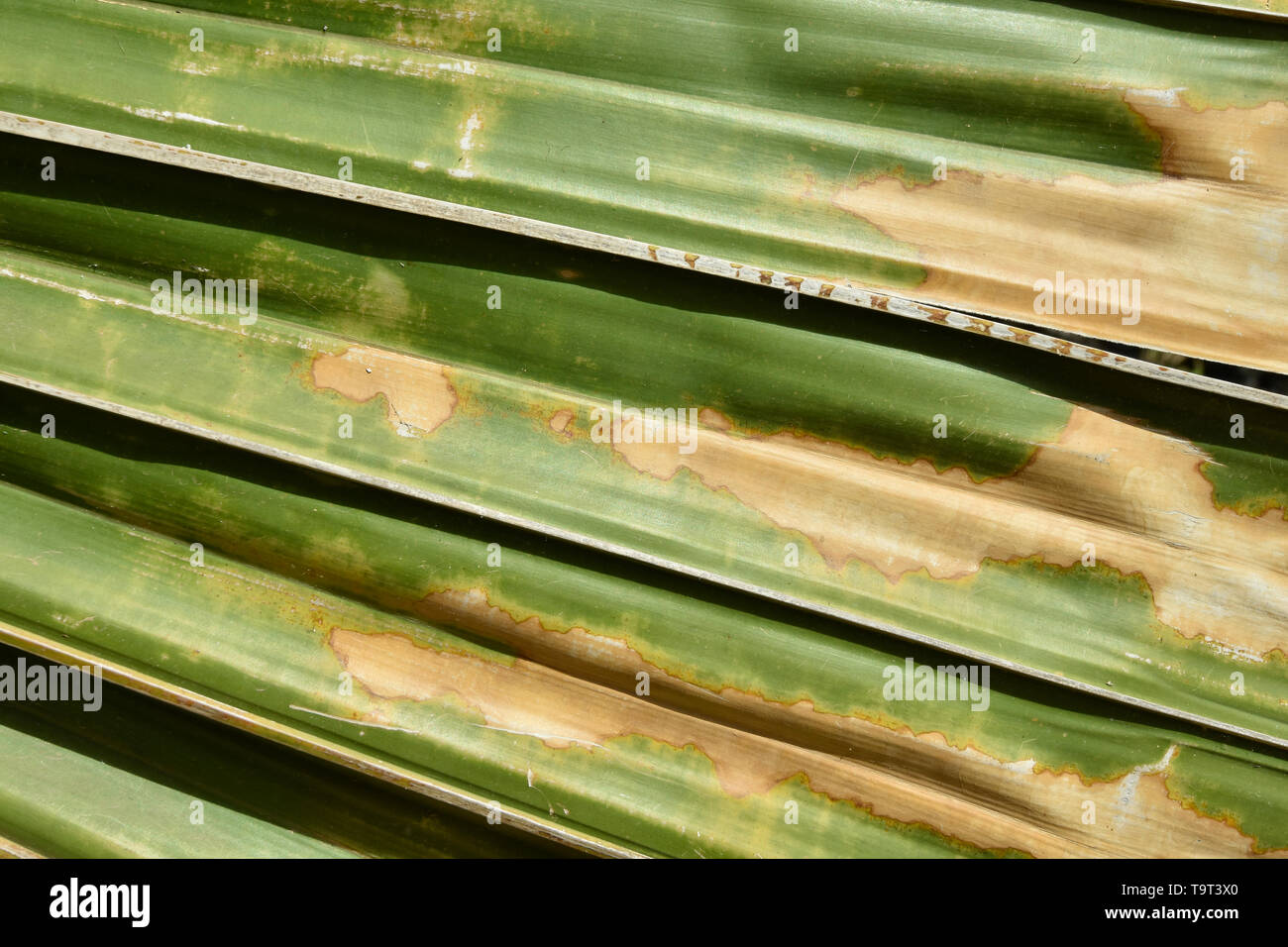 Tenerife, Santa Cruz De Tenerife, Palmetum, Spagna Foto Stock