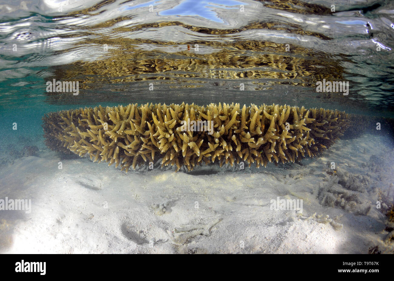 Shallow staghorn coral testa, Acropora sp., l'Isola Heron, della Grande Barriera Corallina, Queensland, Australia Foto Stock