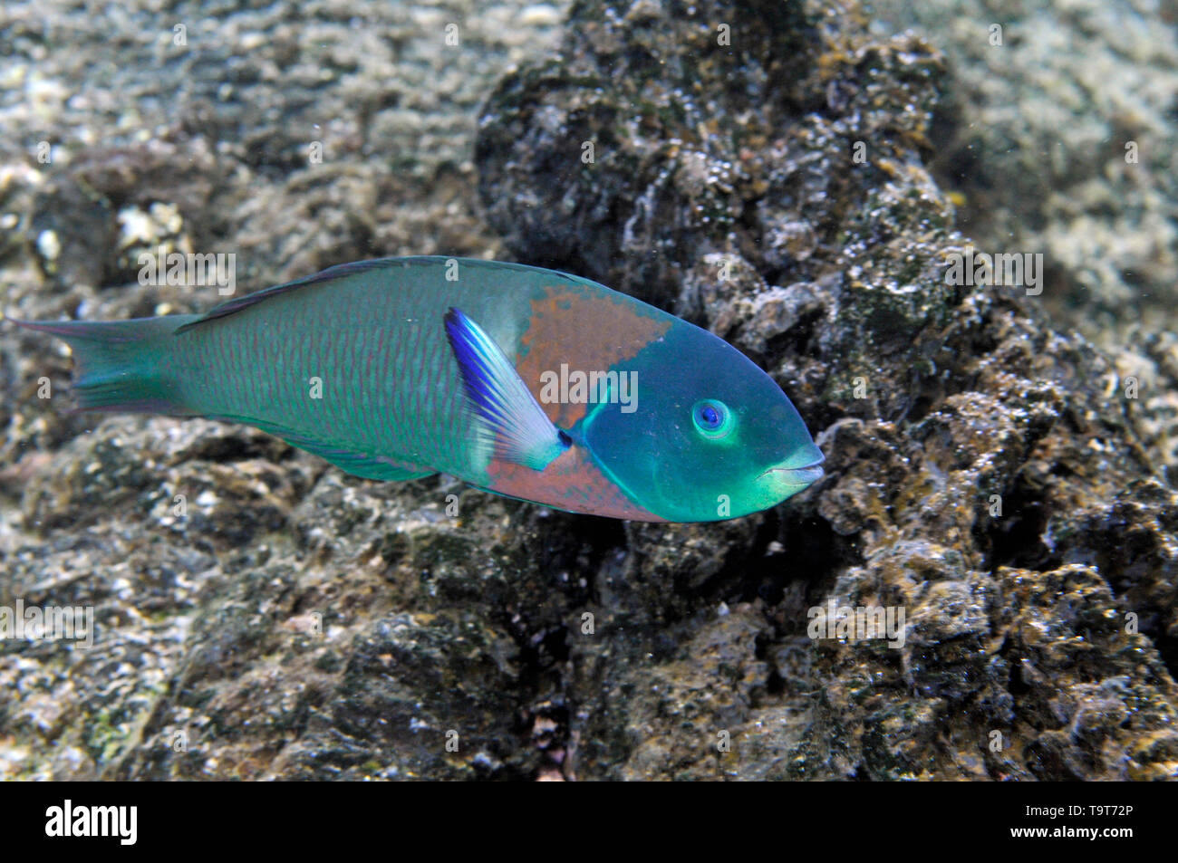 A doppio spiovente, wrasse Thalassoma duperrey, Waiopae pozze di marea, Kapoho, Big Island, Hawaii, STATI UNITI D'AMERICA Foto Stock