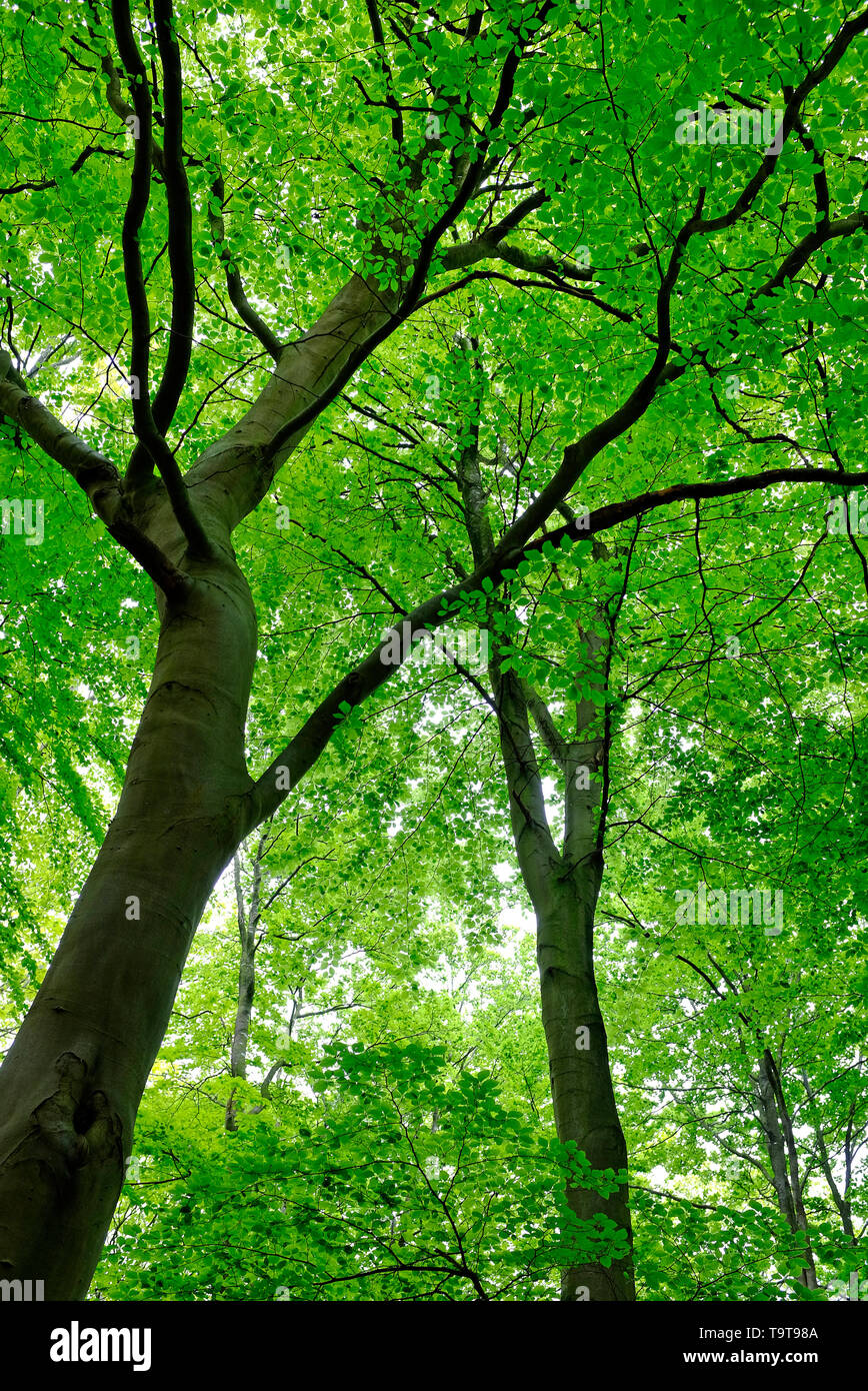 Verde foglia di molla di crescita su faggio nel bosco, Norfolk, Inghilterra Foto Stock