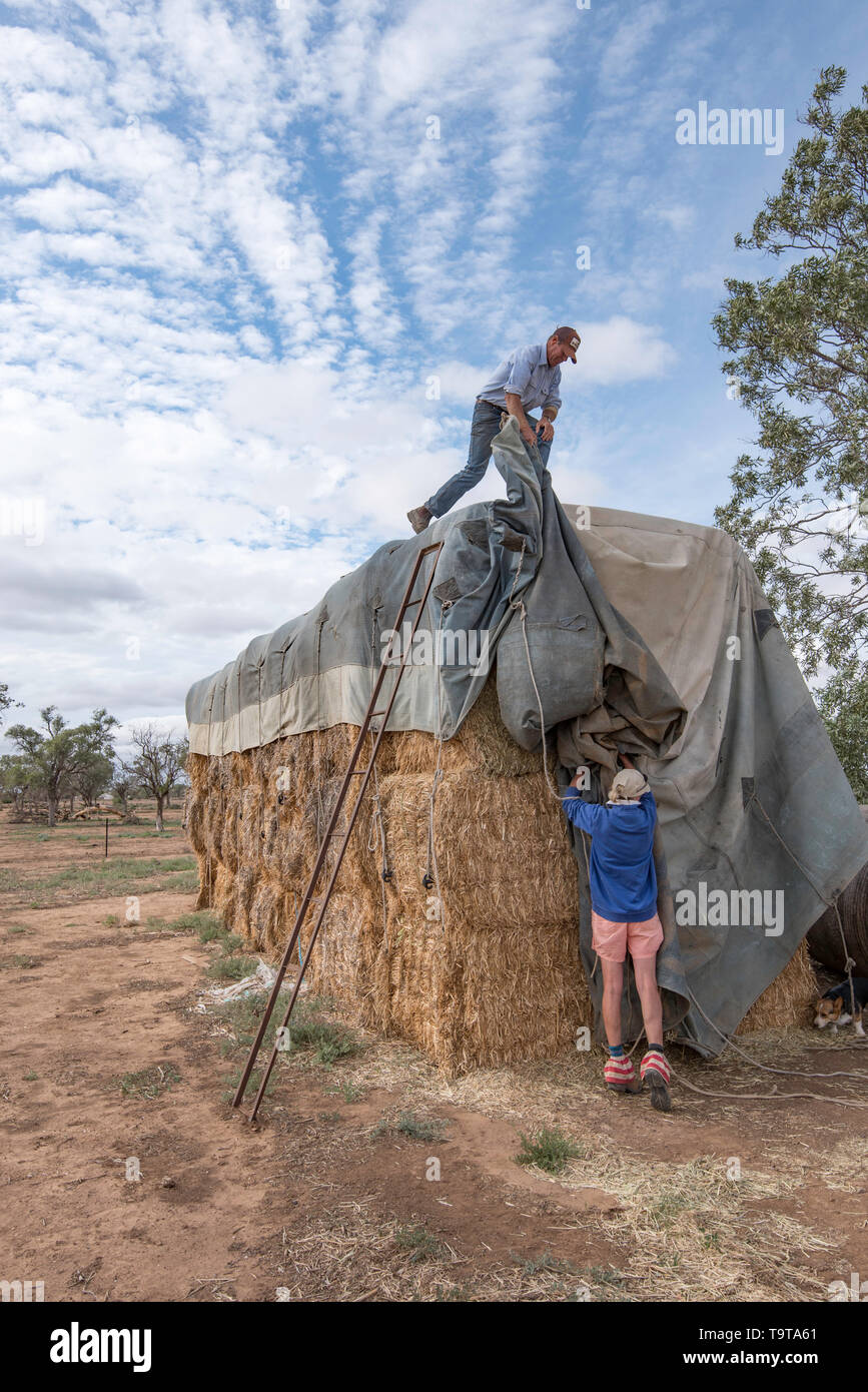 Maggio 2019 Aust: gli agricoltori, Richard e Susie Marshall, rimuovere i coperchi su grandi balle di fieno per nutrire i loro animali rimanenti numeri durante la siccità. Foto Stock