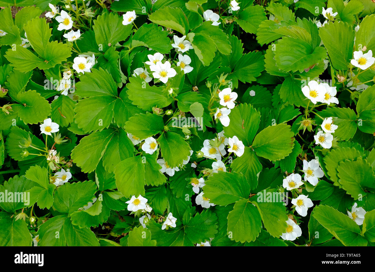 La fioritura delle piante di fragola in allotment garden, Norfolk, Inghilterra Foto Stock