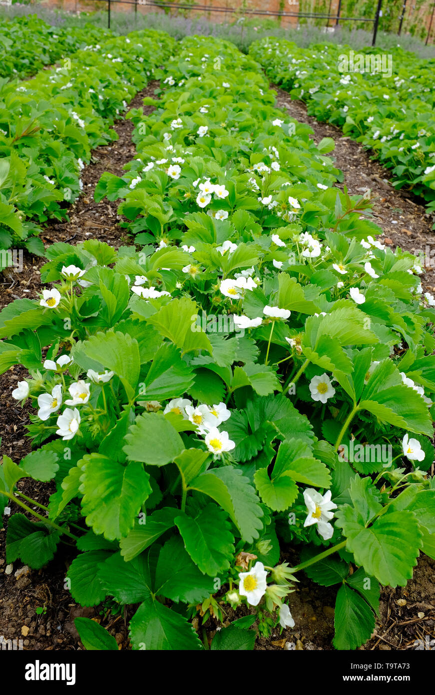 La fioritura delle piante di fragola in allotment garden, Norfolk, Inghilterra Foto Stock