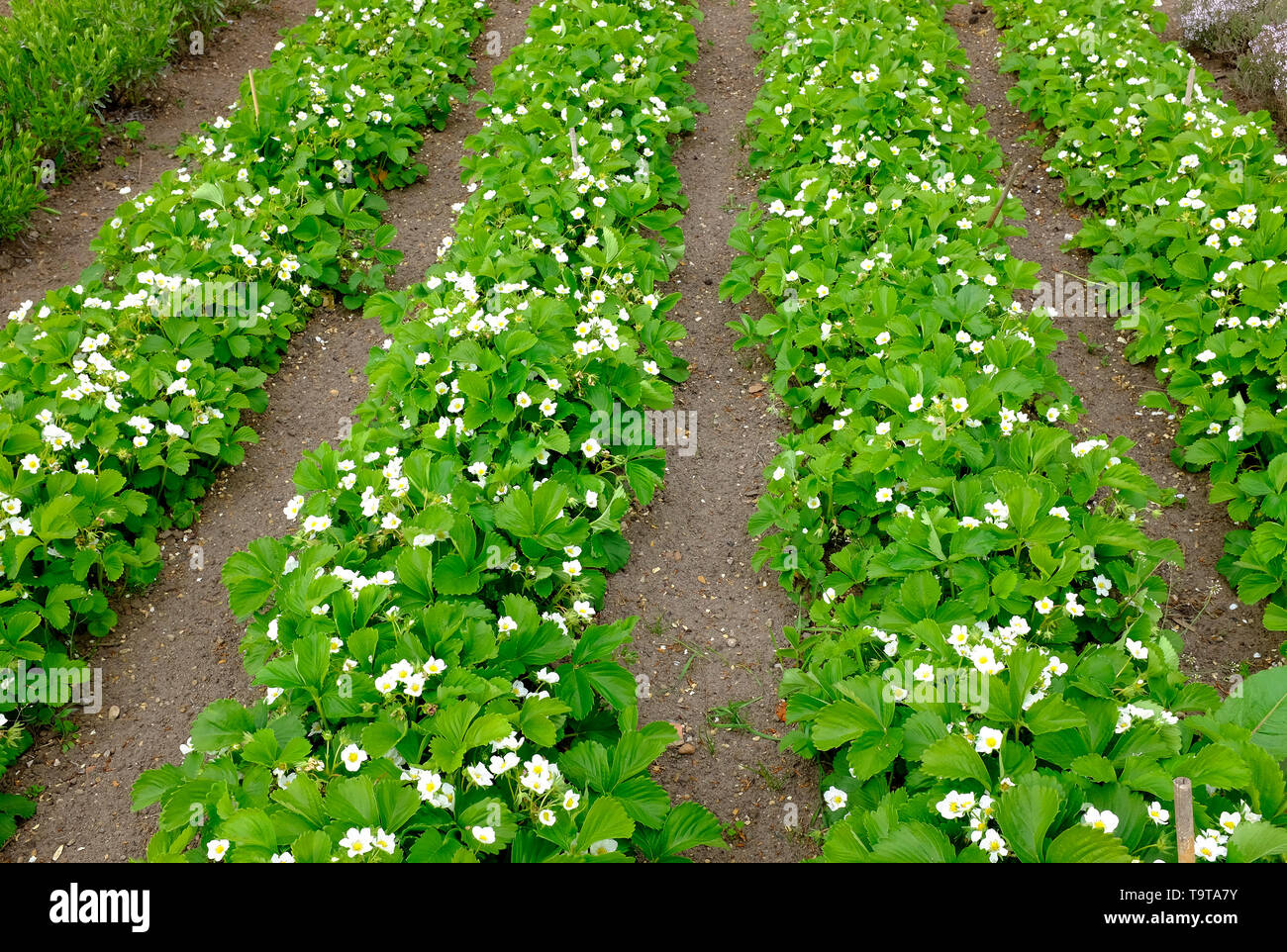 La fioritura delle piante di fragola in allotment garden, Norfolk, Inghilterra Foto Stock