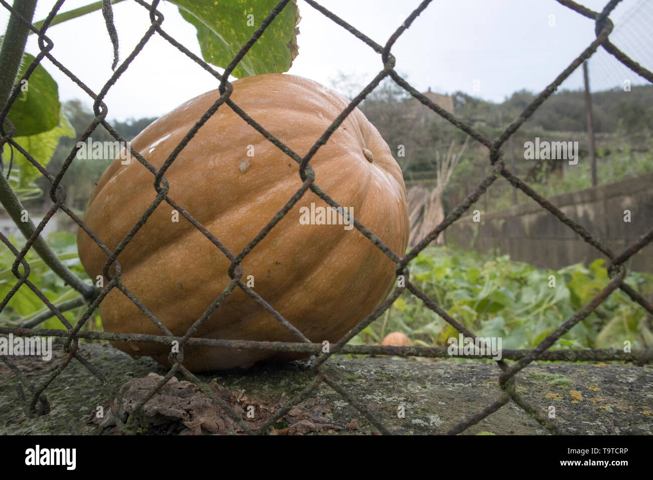 La zucca int egli garden Foto Stock