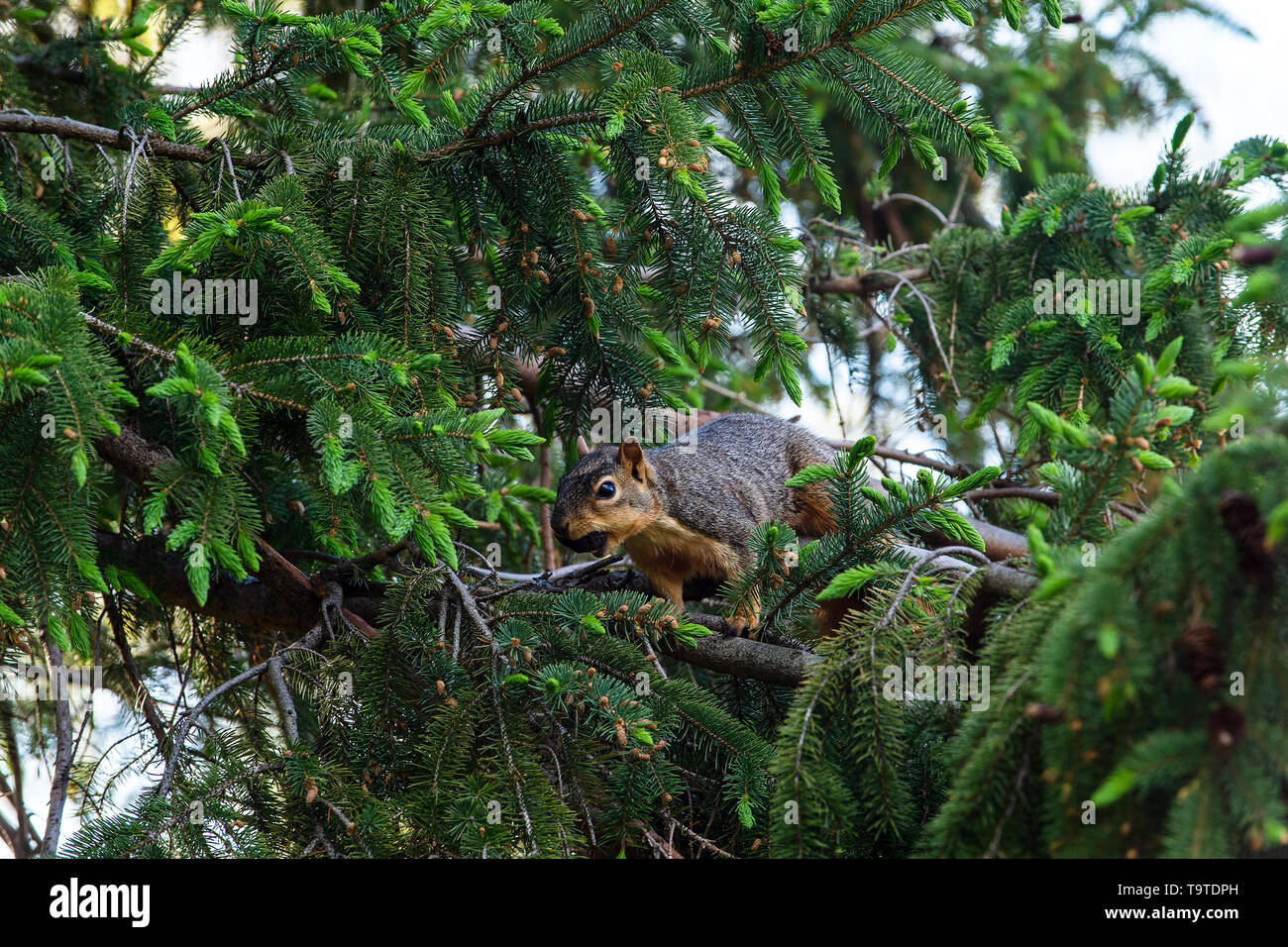 Uno scoiattolo porta un po' di cibo attraverso rami di pino, Ankeny, Iowa Foto Stock