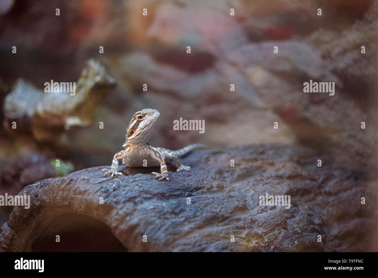 Drago barbuto Lizard nel suo habitat Foto Stock