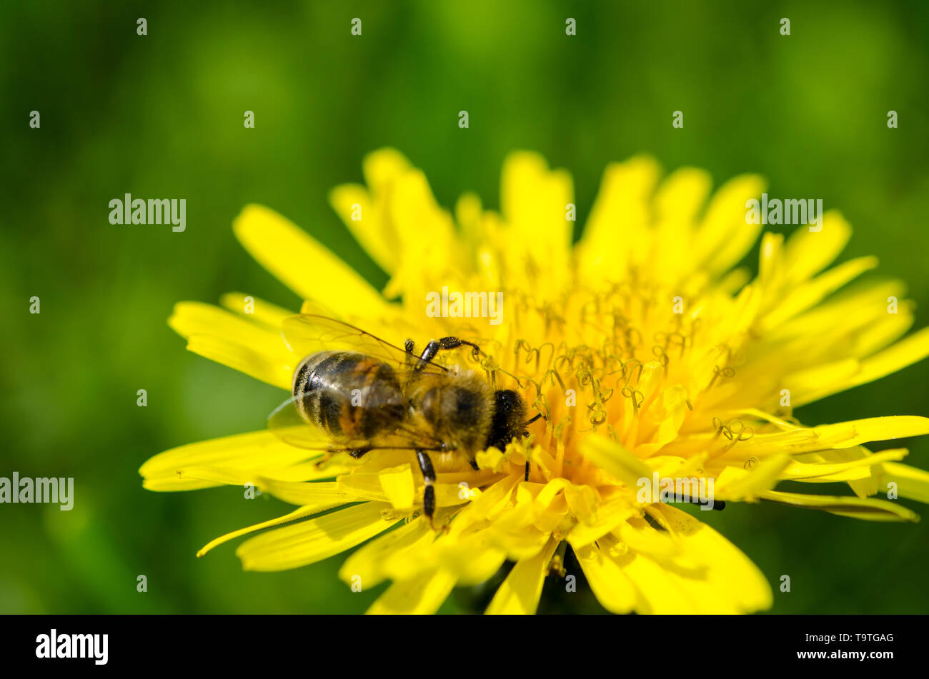 L'Ape raccoglie il nettare giallo sulle gambe dal giallo tarassaco Foto Stock