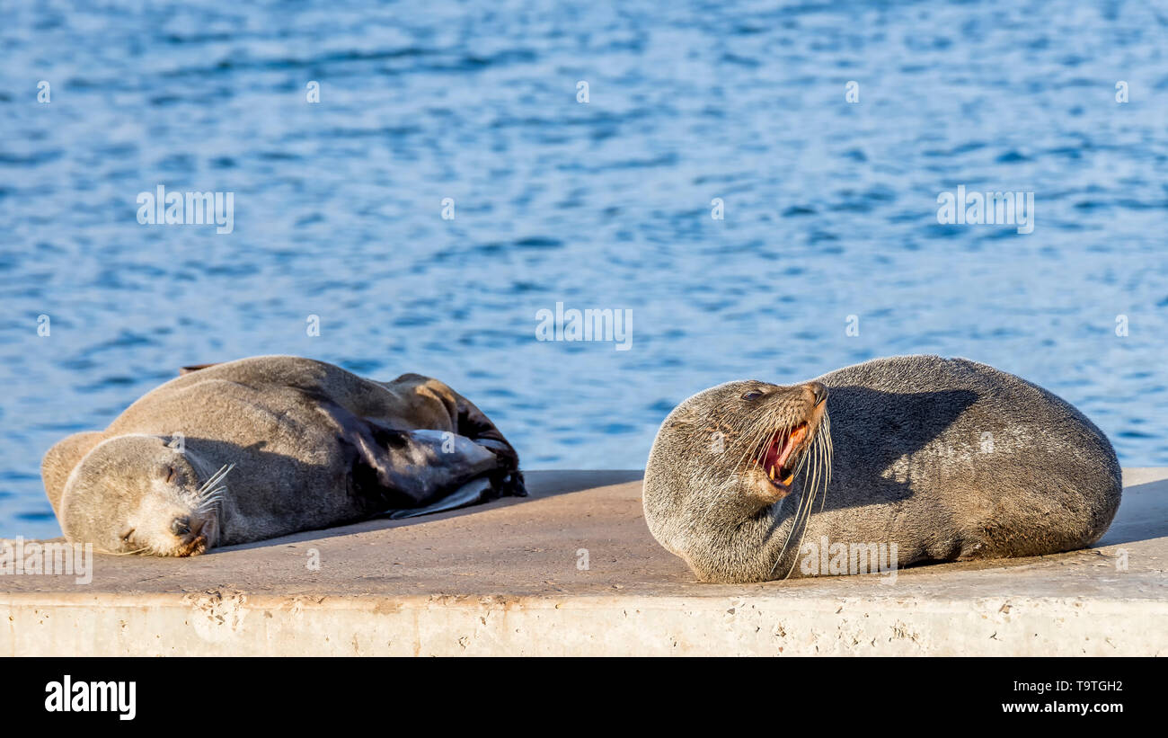 Coppia di leoni di mare sulle rocce di Kingscote, Kangaroo Island, Australia meridionale. Si dorme e gli altri ringhia. Foto Stock