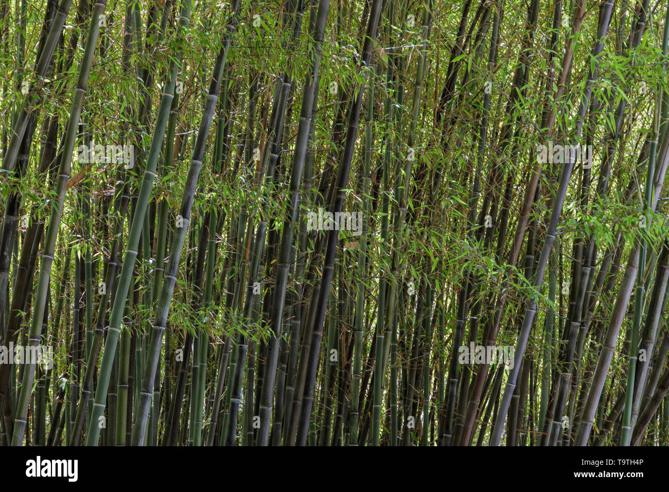Black bamboo nel giardino botanico di Pisa Foto Stock