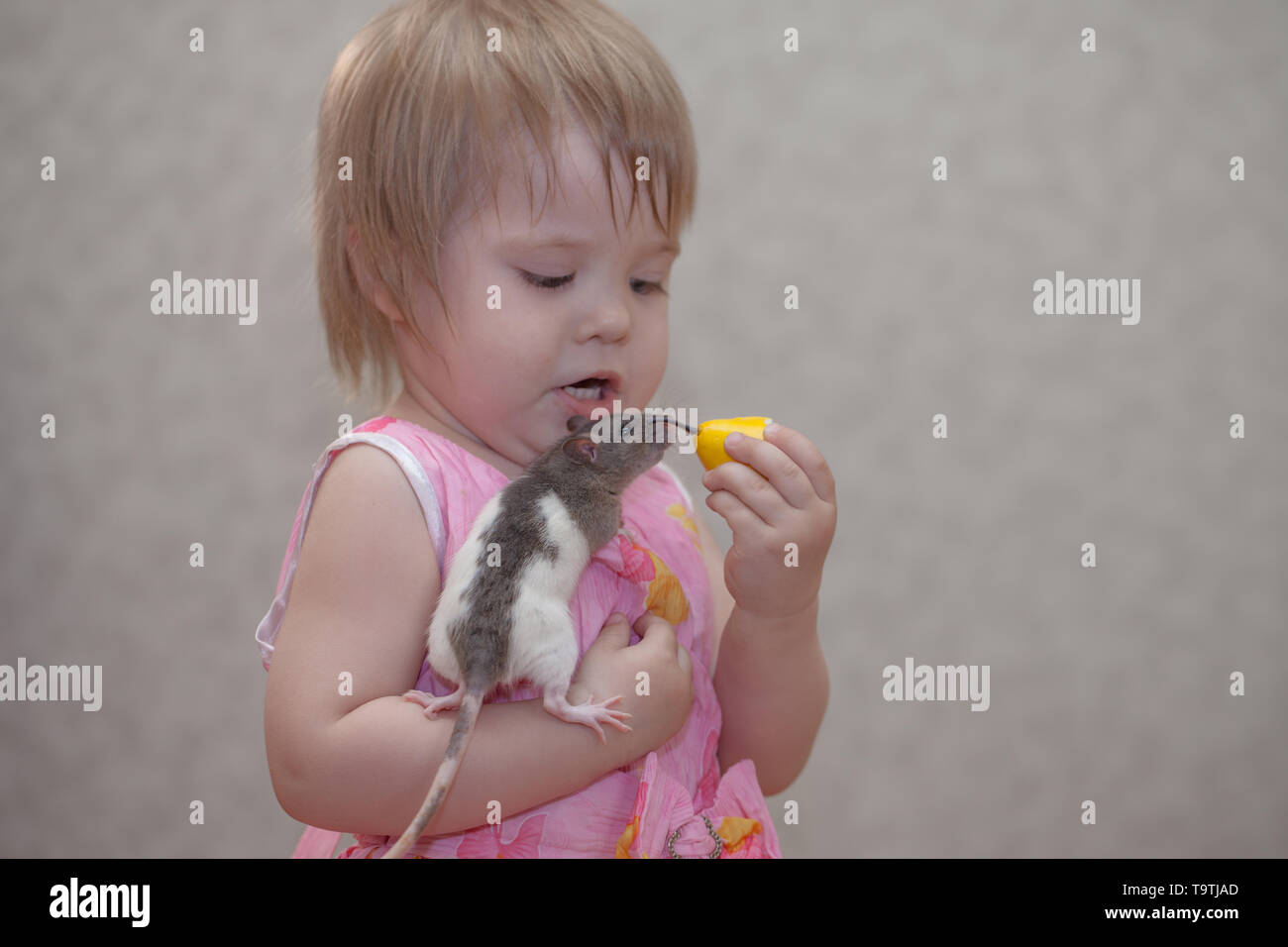 Little baby alimenta il mouse. Ragazza che gioca con un ratto. Seduta di roditori sulle mani del bambino. Foto Stock