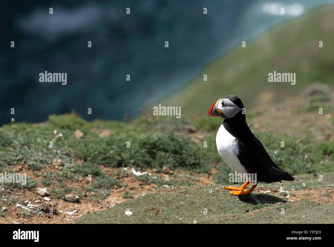 Puffin che guarda al mare... Foto Stock