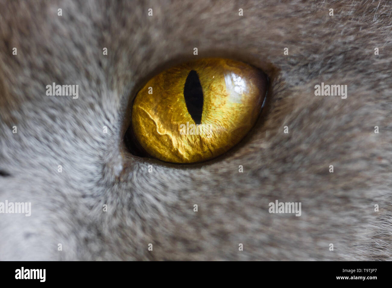 Occhi di gatto di close-up. Grande occhio giallo. Animale di parti del corpo. Grigio britannico cat. Foto Stock