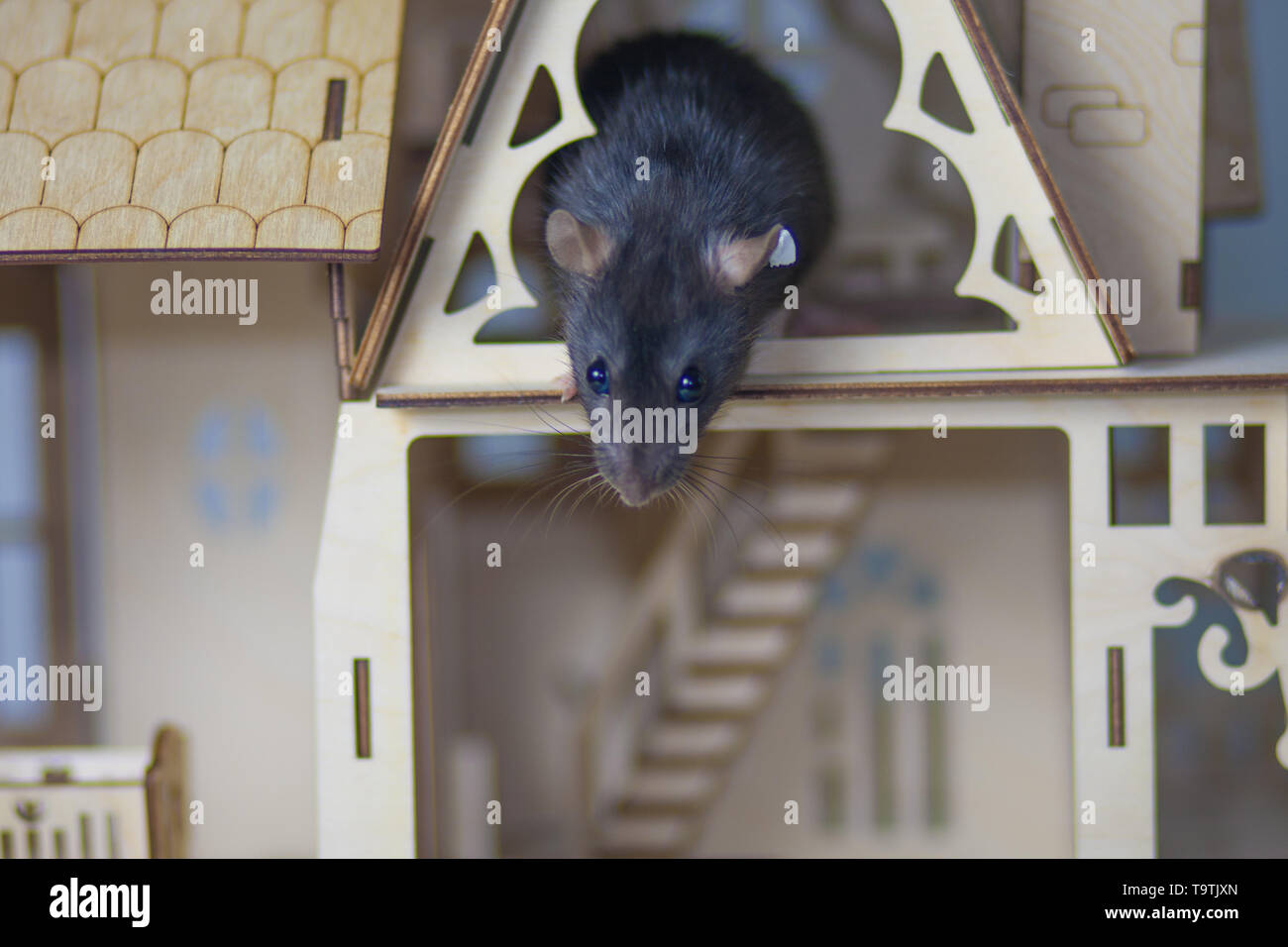 Il concetto di acrophobia. Il ratto grigio guarda giù dal tetto della casa. Il mouse è paura delle altezze. Foto Stock
