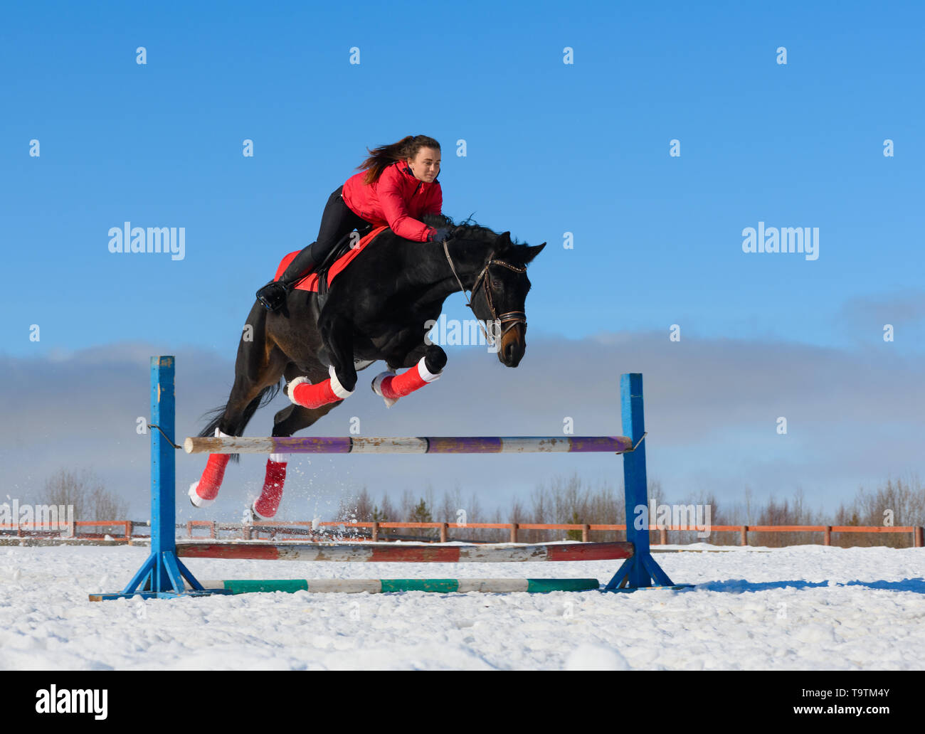La Caucasian horsewoman è superare l'ostacolo su un cavallo nero in inverno. Foto Stock