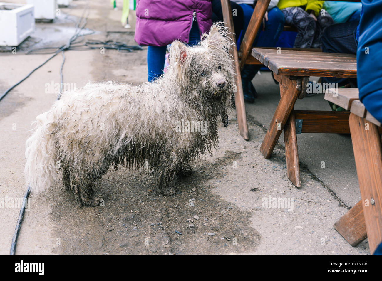 Un abbandonati o lost dog chiede per il cibo da persone. Infelice cane randagio. Bagnata e sporca cane bianco sulla strada. Animali affamati Foto Stock