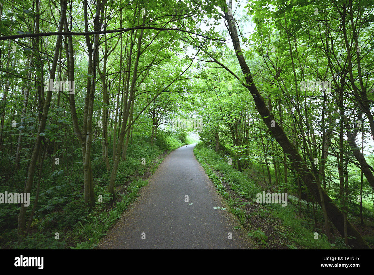 Percorso di foresta Foto Stock