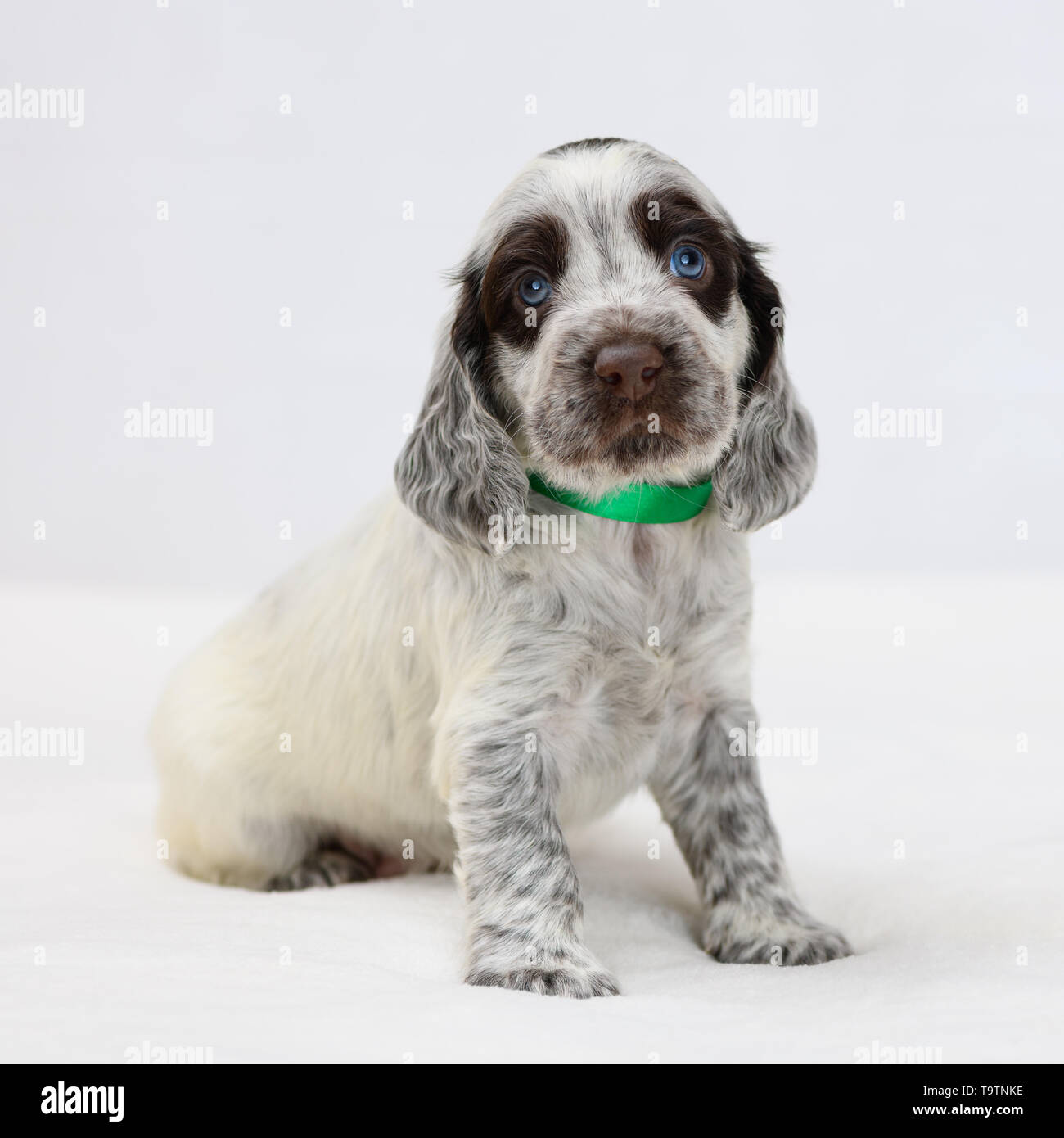 Un piccolo cucciolo con macchie marroni è seduta sul plaid in interni. Foto Stock