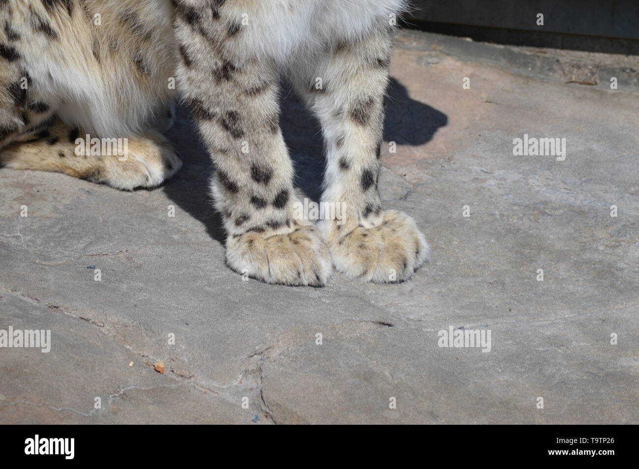 Snow Leopard all'aperto Foto Stock