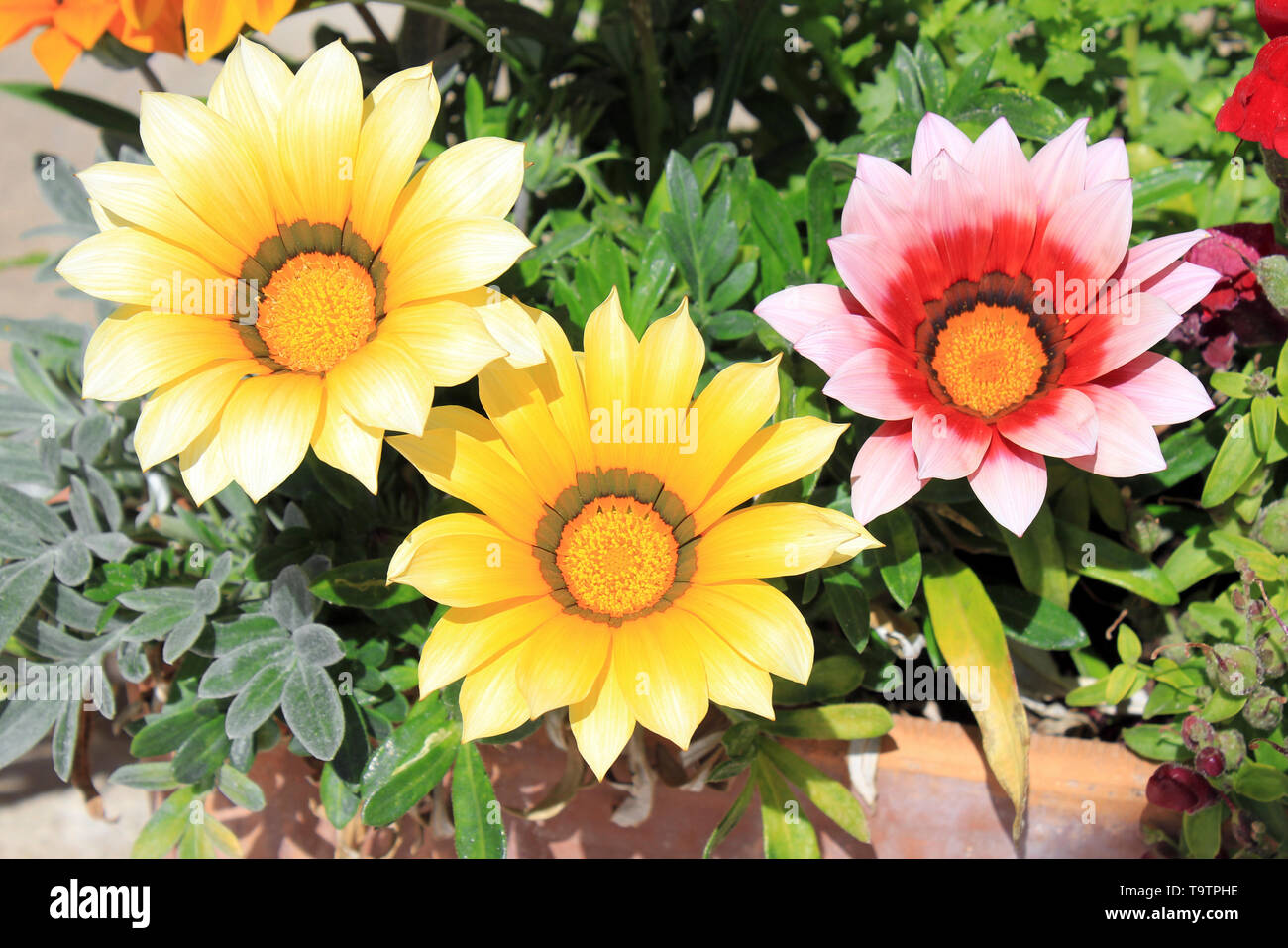 Fiore del Tesoro a.k.a. Gazanias ( varietà nuovo giorno le sfumature rosa su r.h.s.) in Sant Jordi, Mallorca, Spagna Foto Stock