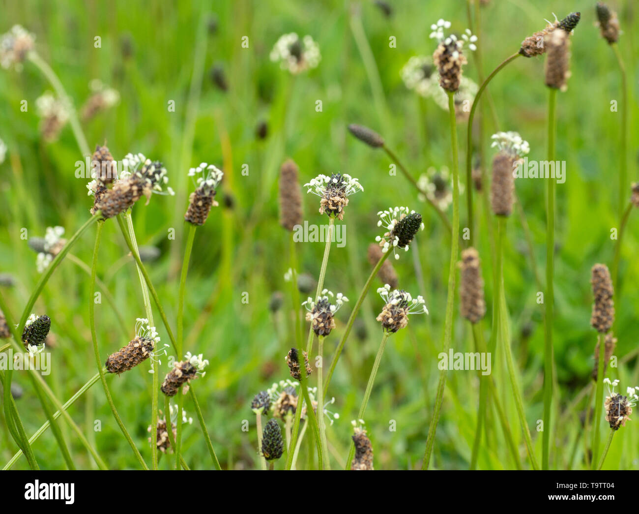 Ribwort piantaggine (Planzago lanceolata) in fiore Foto Stock