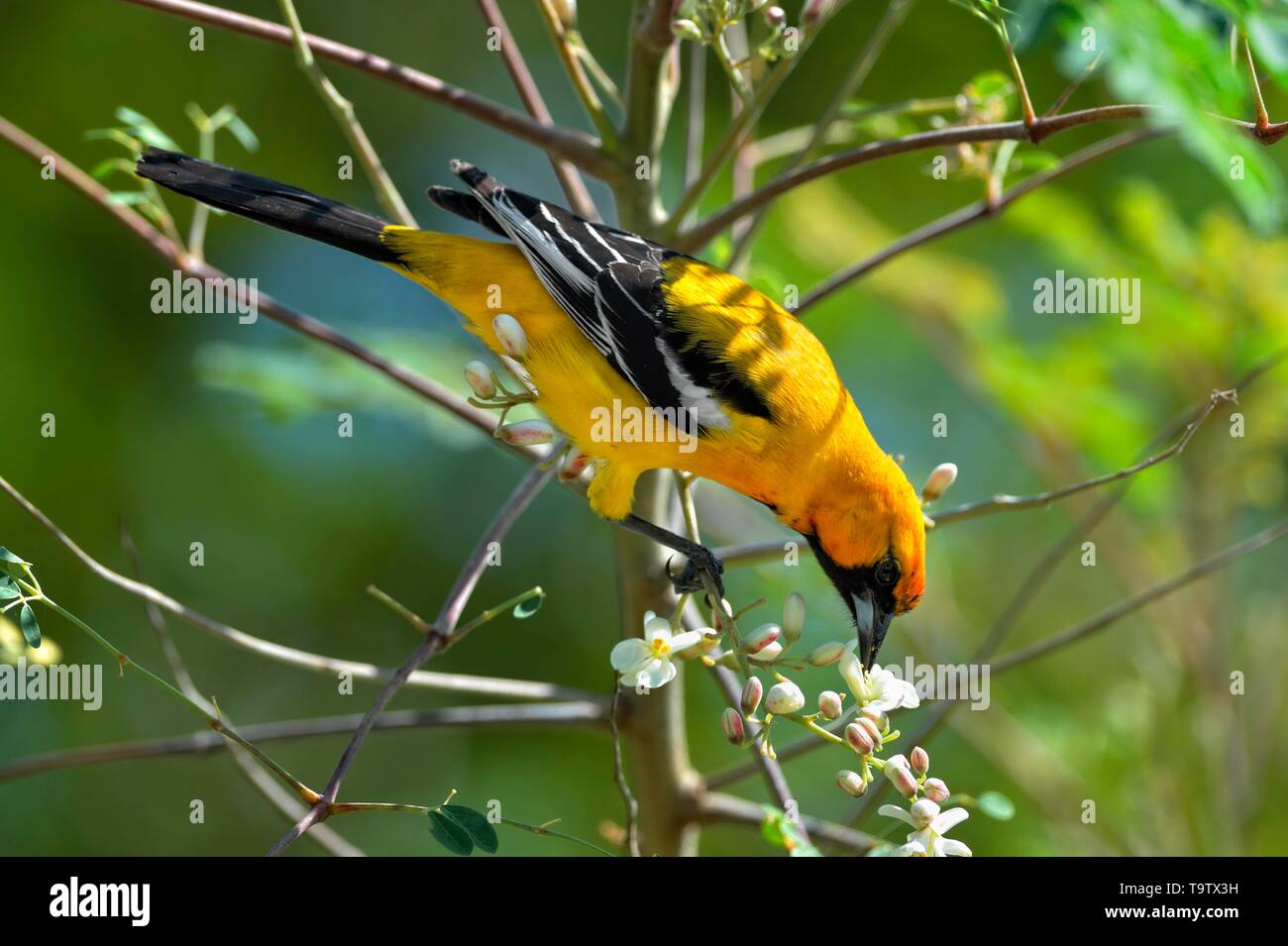 Orange Rigogolo (Icterus auratus), mangiare fiori su Moringa Oleifera Tree (moringa), Corozal district, Belize Foto Stock