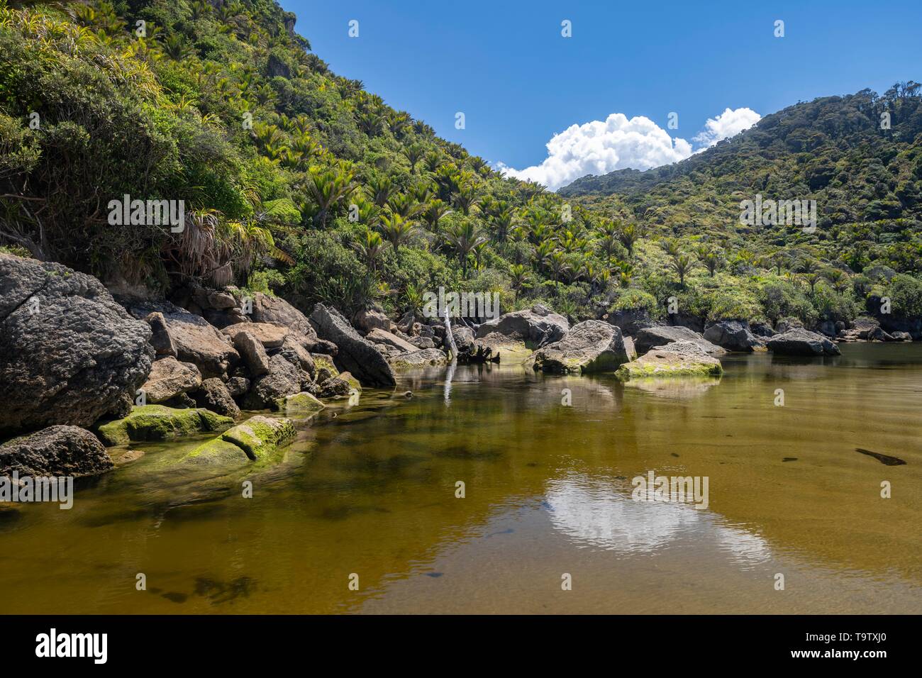 La foresta pluviale su fiume Kohaihai, inizio di Heaphy via, grande camminata, Kahurangi National Park, Karamea, West Coast, Regione di South Island, in Nuova Zelanda Foto Stock