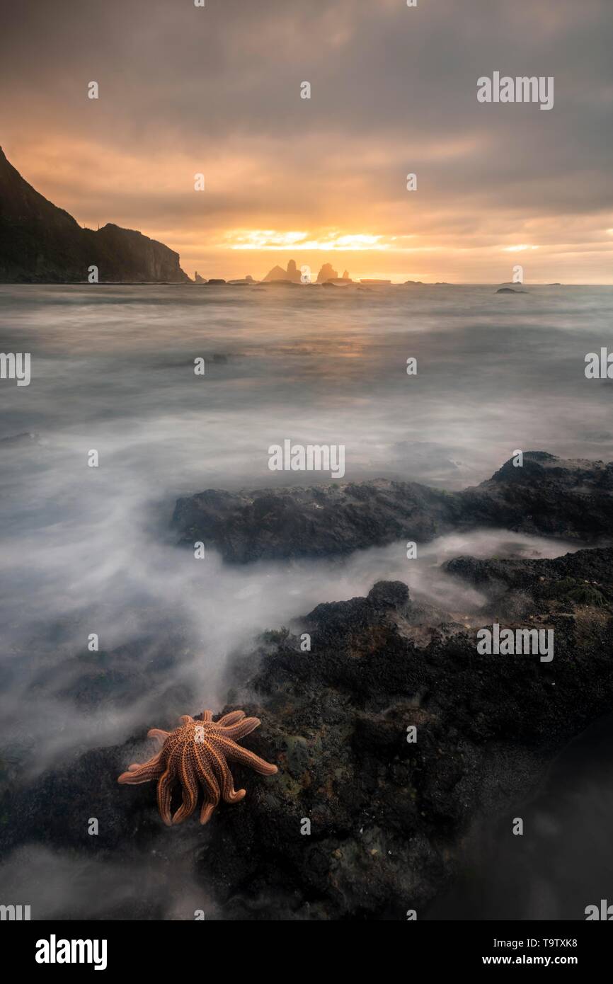 Reef starfish (Stichaster australis) sulla costa rocciosa, drammatica atmosfera luminosa, rocce nel mare, Greymouth, regione West Coast, Isola del Sud, Nuova Foto Stock