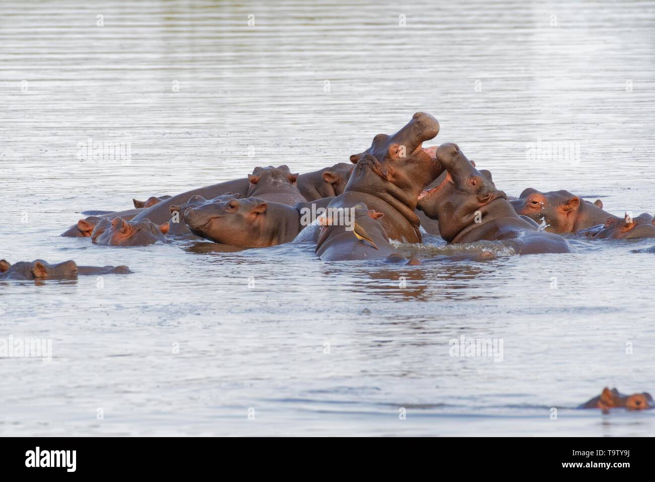 Ippopotami (Hippopotamus amphibius), allevamento con giovani ippopotami, due riproduzione di lotta, balneazione gli uni contro gli altri, con un rosso-fatturati oxpecker (Buphagus Foto Stock