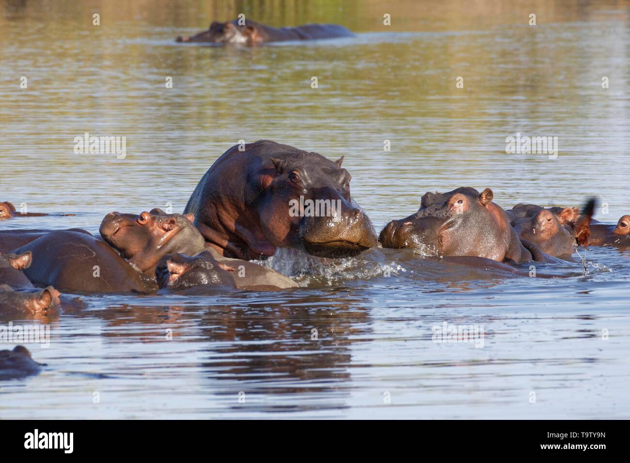 Ippopotami (Hippopotamus amphibius), allevamento con giovani ippopotami, balneazione, impilate una sull'altra, con un africano jacana (Actophilornis africanus) Foto Stock