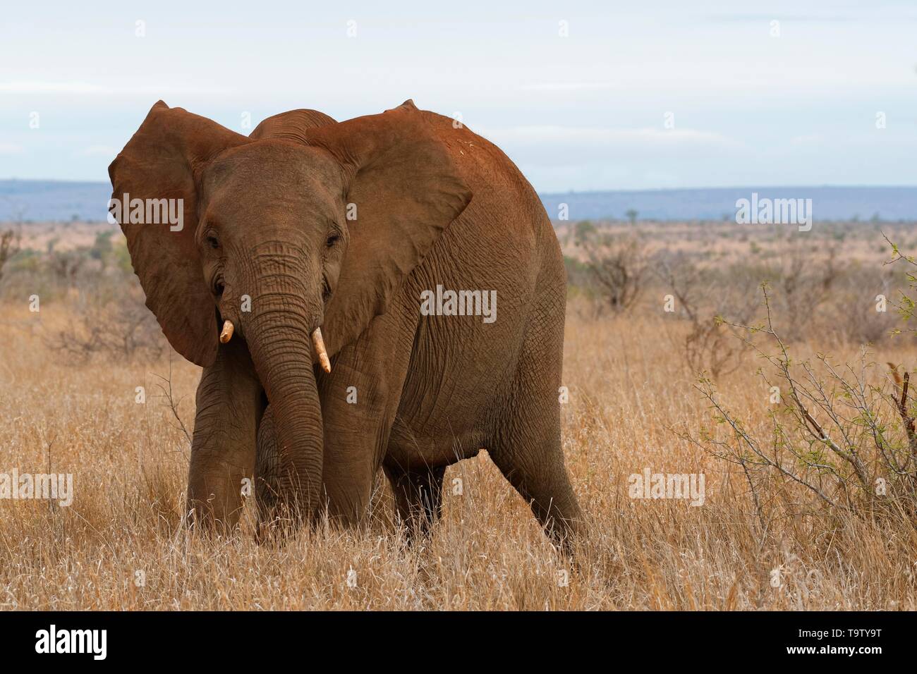 Bush africano Elefante africano (Loxodonta africana), elefante mucca in posizione difensiva, Kruger National Park, Sud Africa Foto Stock
