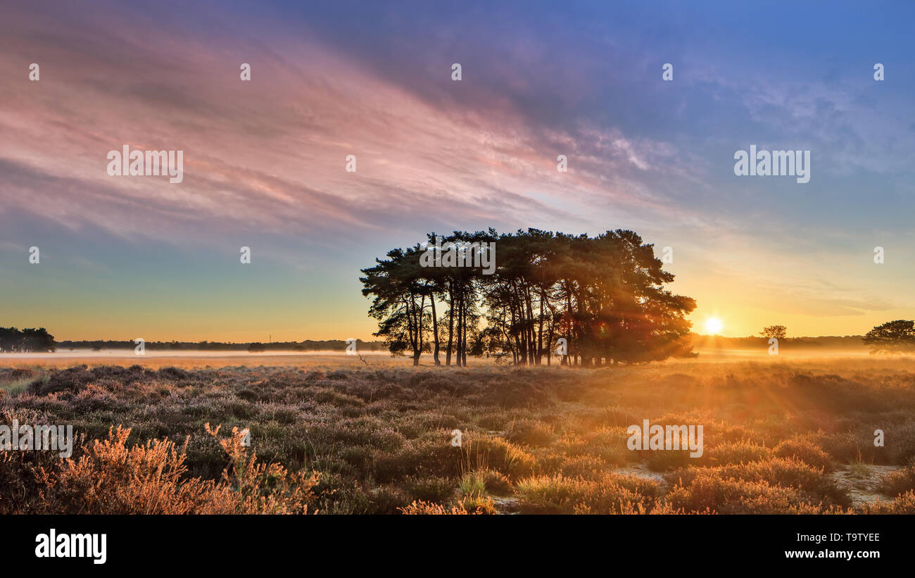 Sunrise colorati con drammatica di nuvole a Regte Heide terra calore, Paesi Bassi Foto Stock